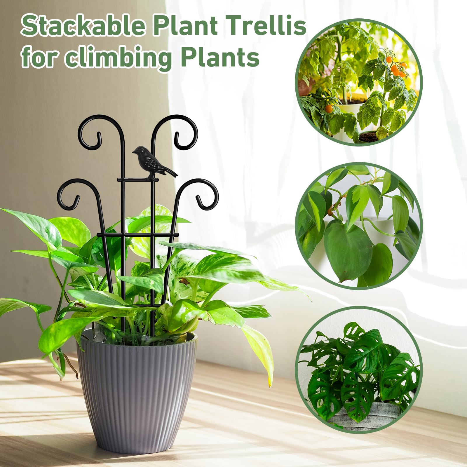 Xeeol Potted Plant Trellis in gift-pack form for plant lovers.
