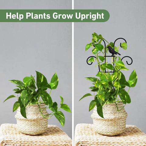 Xeeol Rust-resistant coating keeps trellis durable indoors and outdoors.