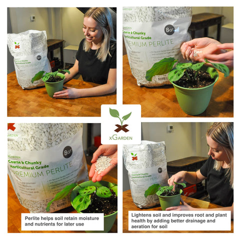 Coarse chunky texture of xGarden perlite supports robust root growth.