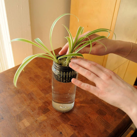 xGarden net pot shows thin lip and slotted sides for healthy root aeration.