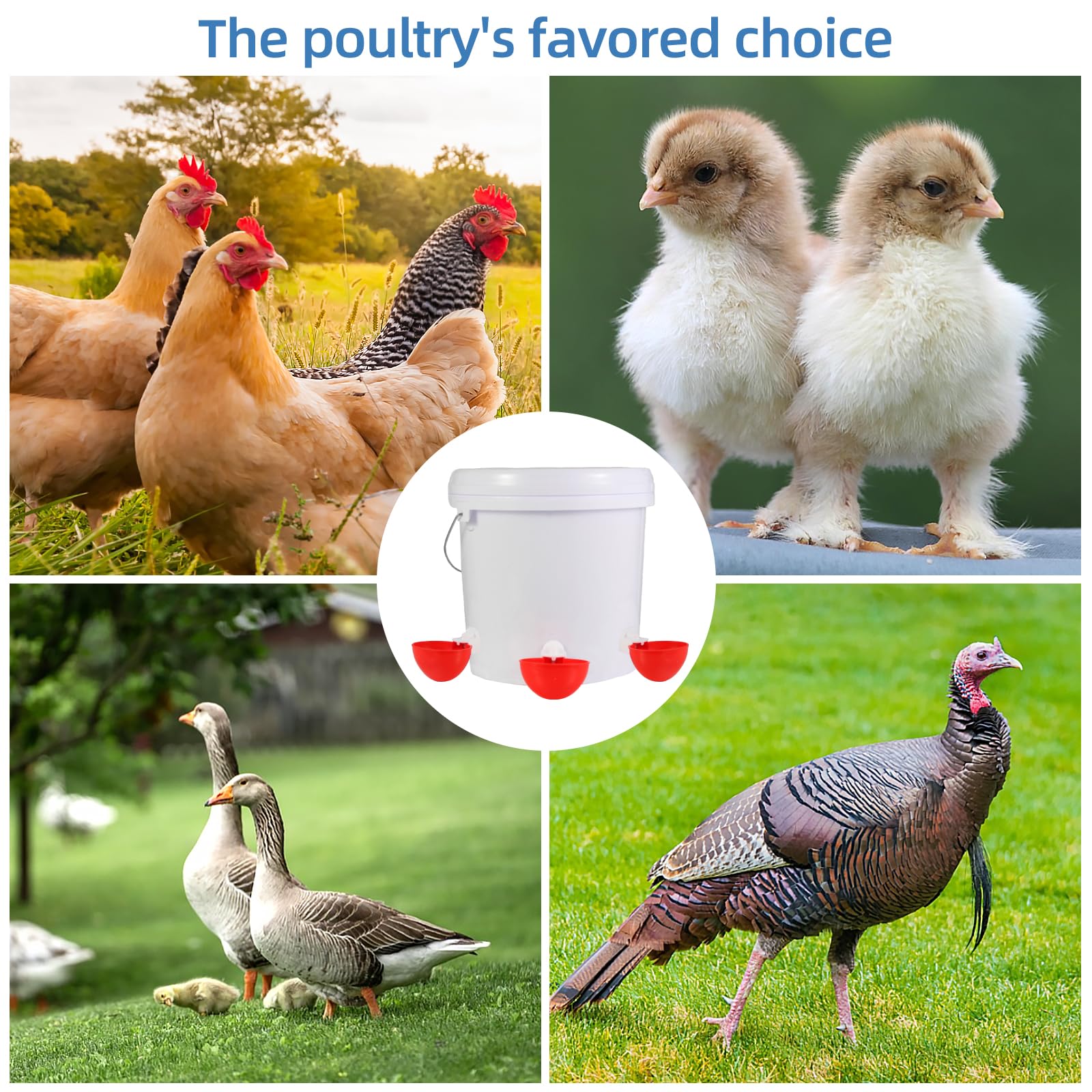 Xictuwey cups are easy to clean and maintain for busy coops.