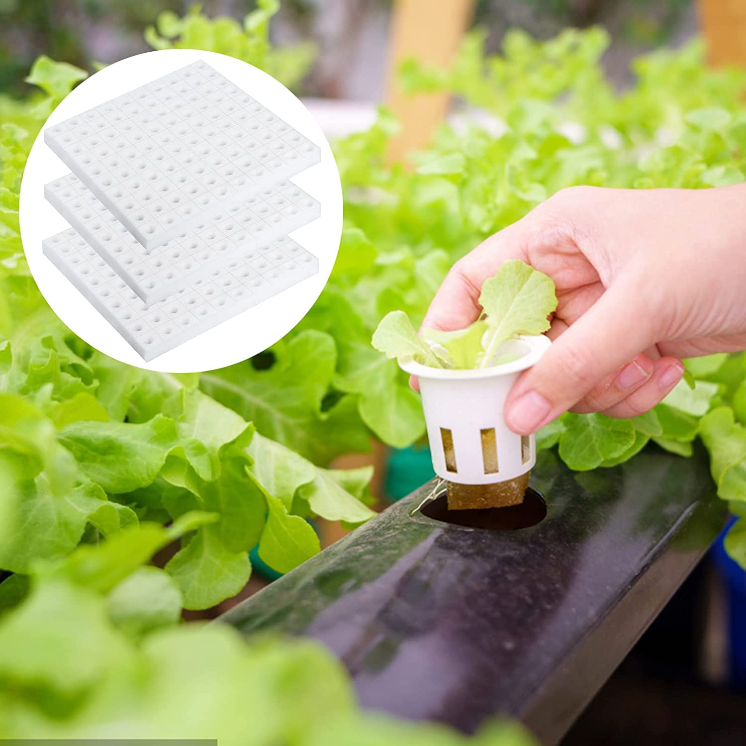 XIDAJIE sponge enables breathable roots in soilless cultivation.