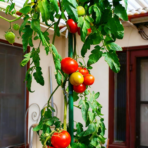 Xiny Tool durable, reusable garden stakes stand up to busy seasons.