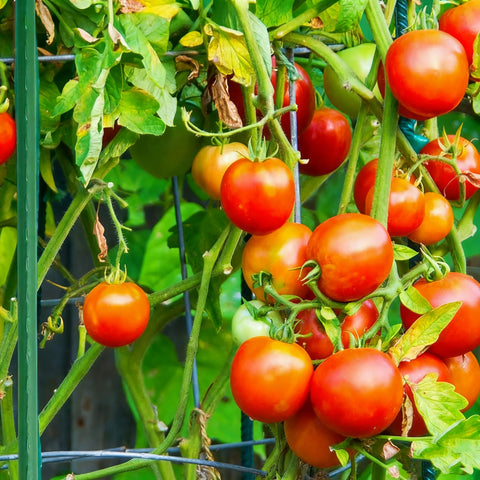 Xiny Tool tomato stake set creates orderly rows and healthy growth.