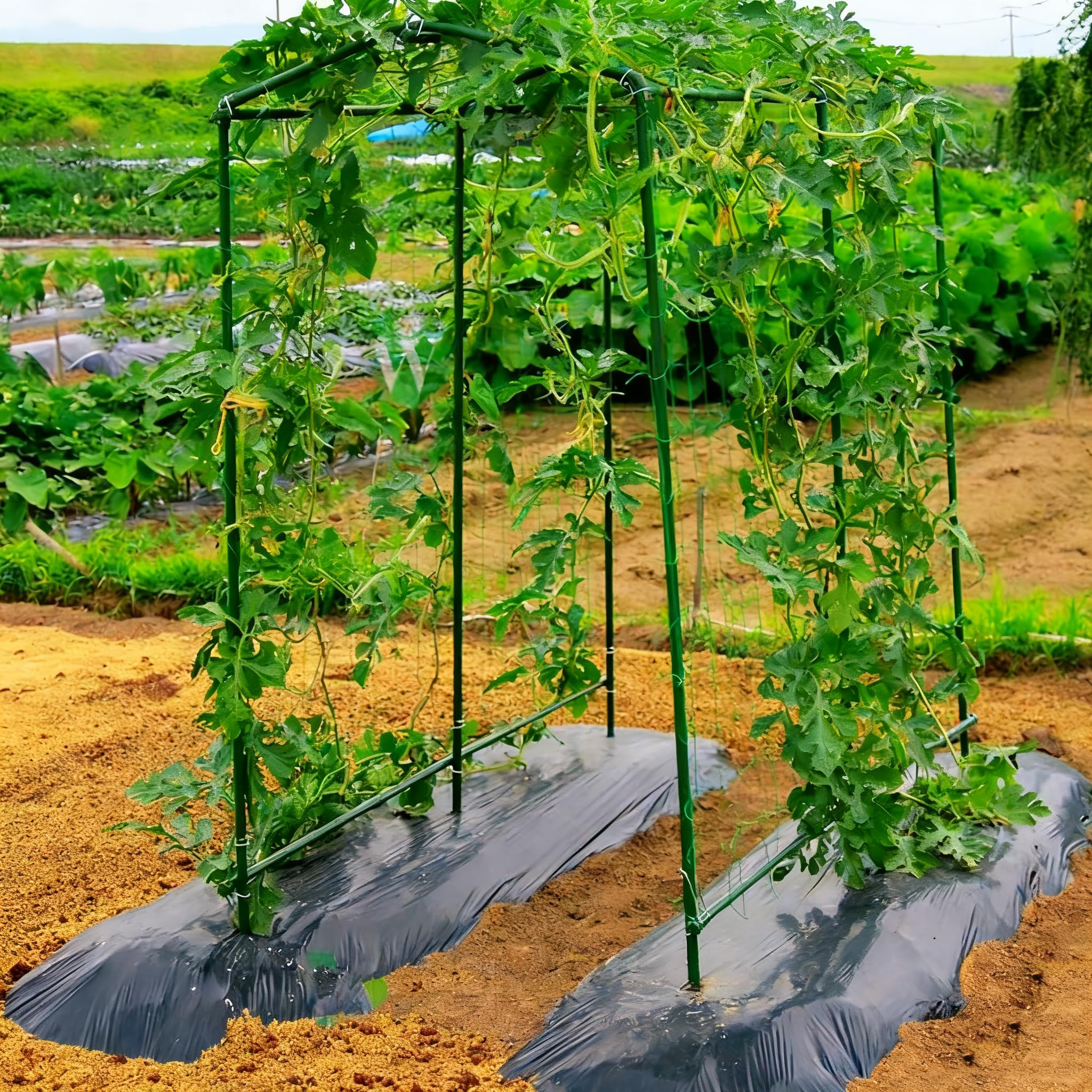 Xiny Tool trellis-ready stakes help train climbing plants for tidy growth.