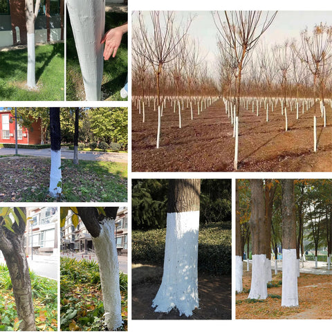 XIRUJNFD Tree Whitewash Agent sun-shield on trunk helps regulate bark temperature.