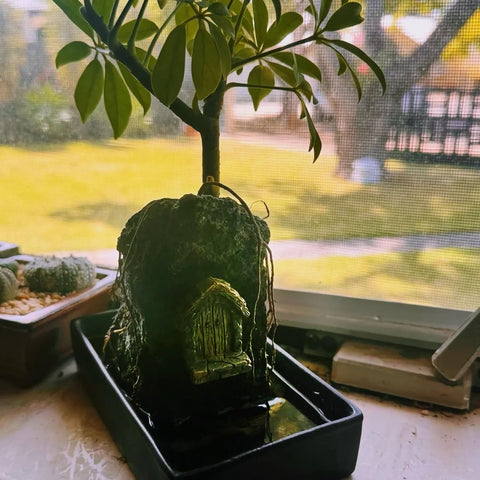 XRI XURUOYI Miniature garden arch door enhances bonsai storytelling.