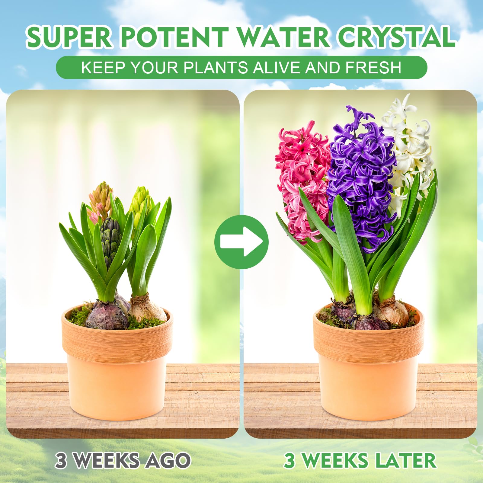 XSEINO crystals in soil improve irrigation efficiency and reduce watering frequency.