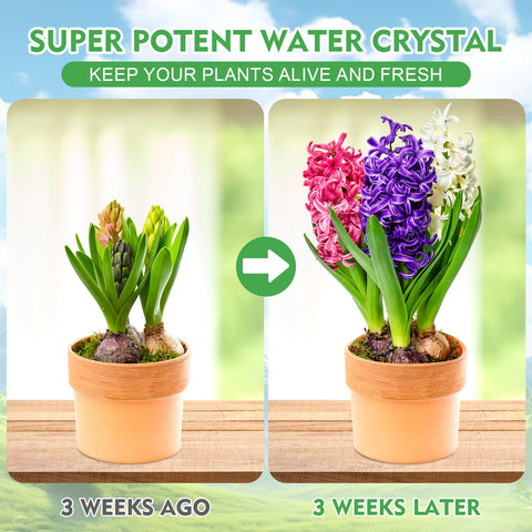 XSEINO crystals in soil improve irrigation efficiency and reduce watering frequency.