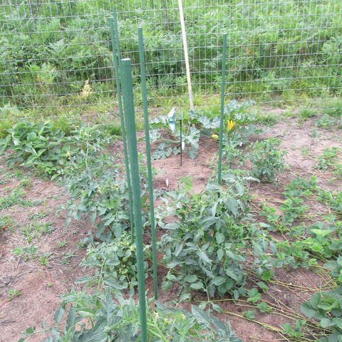 Xuwzenkl 36 inch stake in garden use demonstrates versatile support for peppers cucumbers