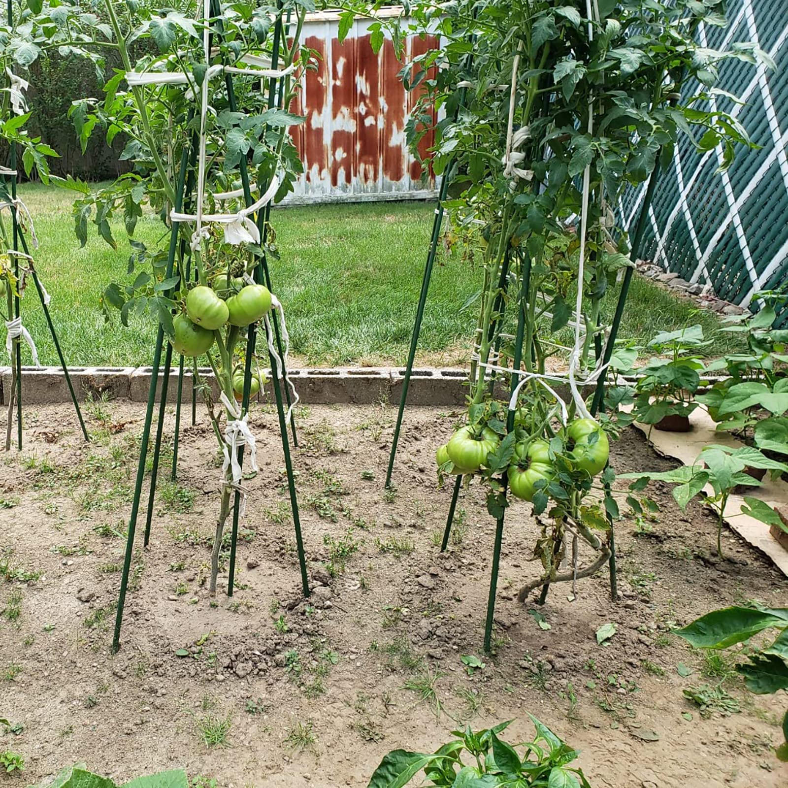 Xuwzenkl 57-inch stake ideal for larger plants in the garden bed.
