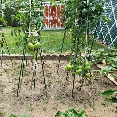 Xuwzenkl 57-inch stake ideal for larger plants in the garden bed.