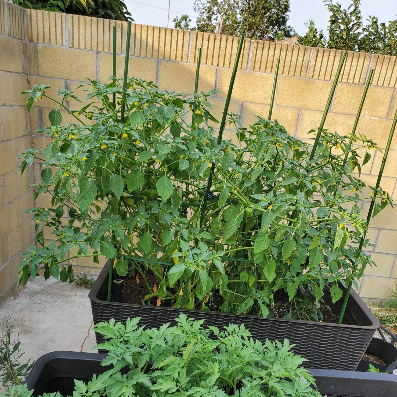 Flat-head design provides stable reinforcement for climbing plants.