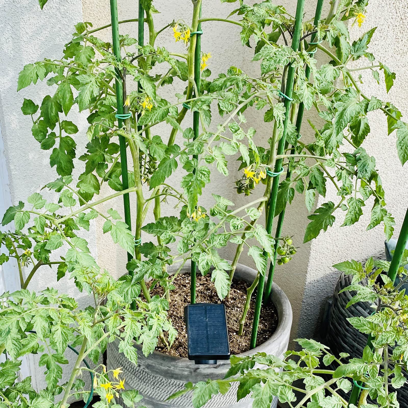 Xuwzenkl garden stake ground insert demonstrates easy ground insertion for quick plant support