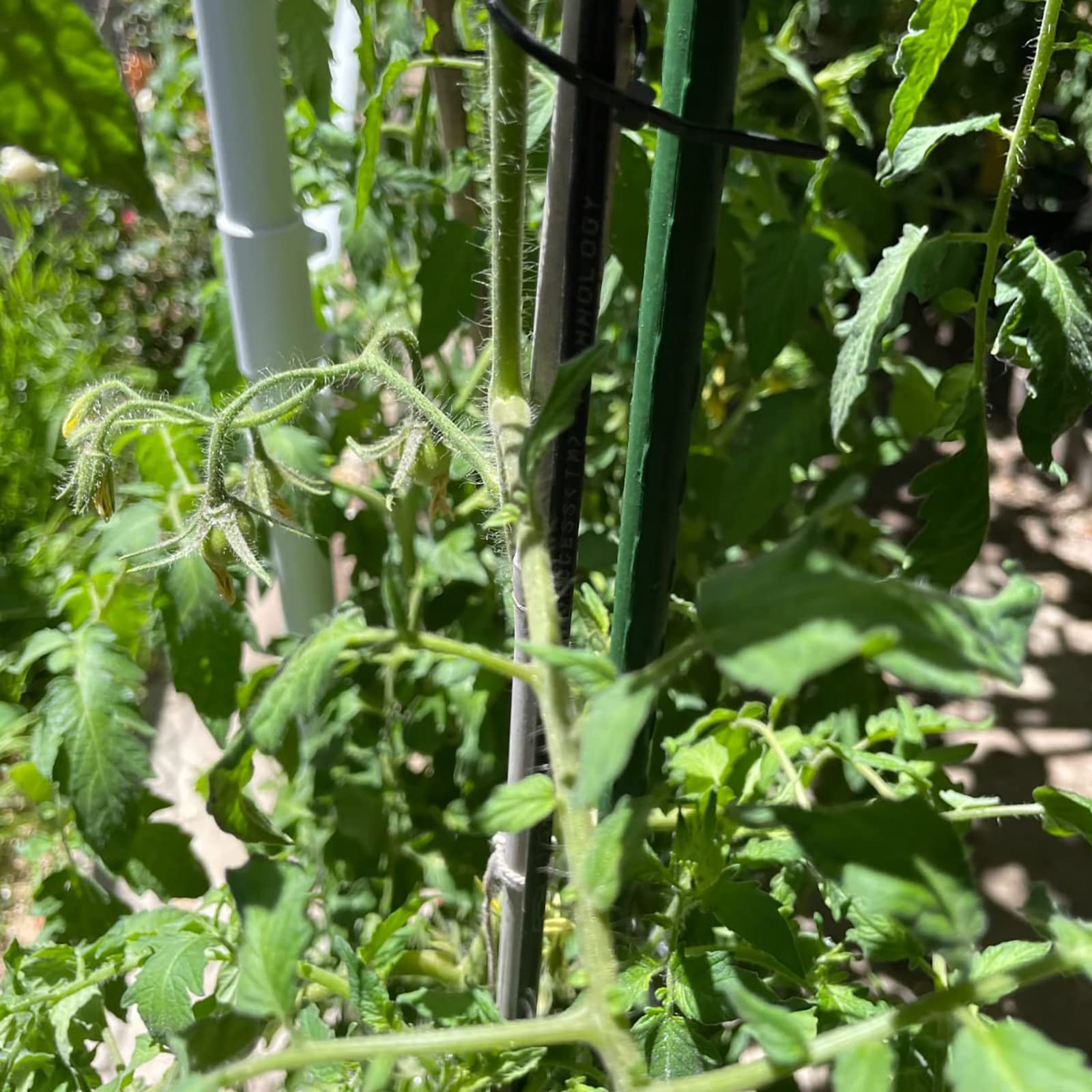Tomato and bean plants supported by sturdy 4ft stakes.