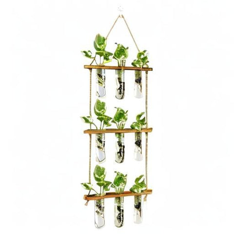 XXXFLOWER gift-ready plant display ideal for housewarmings or anniversaries.