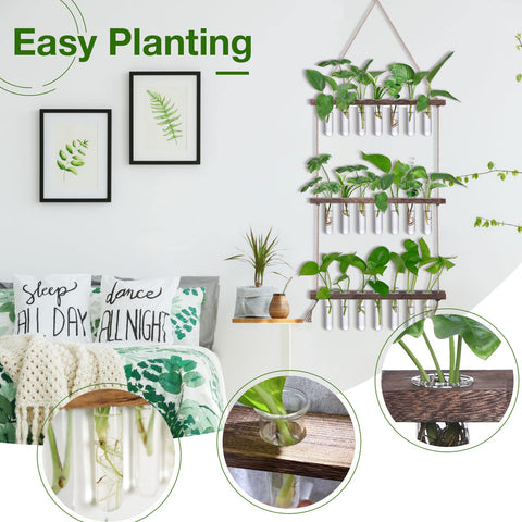XXXFLOWER natural wood and glass wall decor with multiple propagation tubes