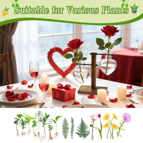 XXXFLOWER two-bulb terrarium setup showing dual glass vases