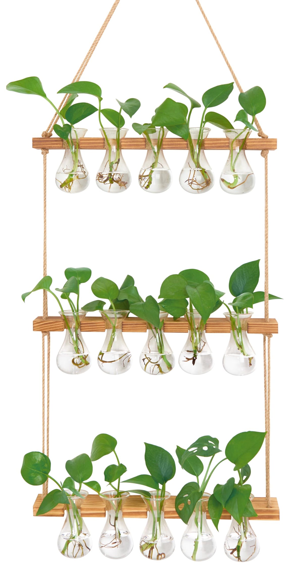 XXXFLOWER wall-hanging propagation station with wooden stand displays five glass bulbs for home propagation.