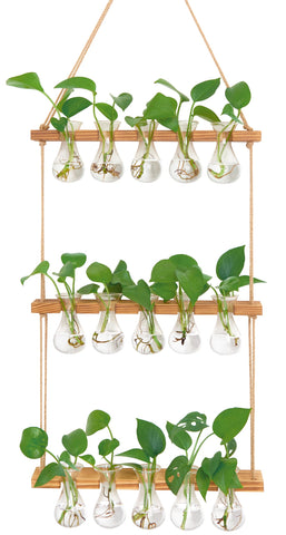 XXXFLOWER wall-hanging propagation station with wooden stand displays five glass bulbs for home propagation.