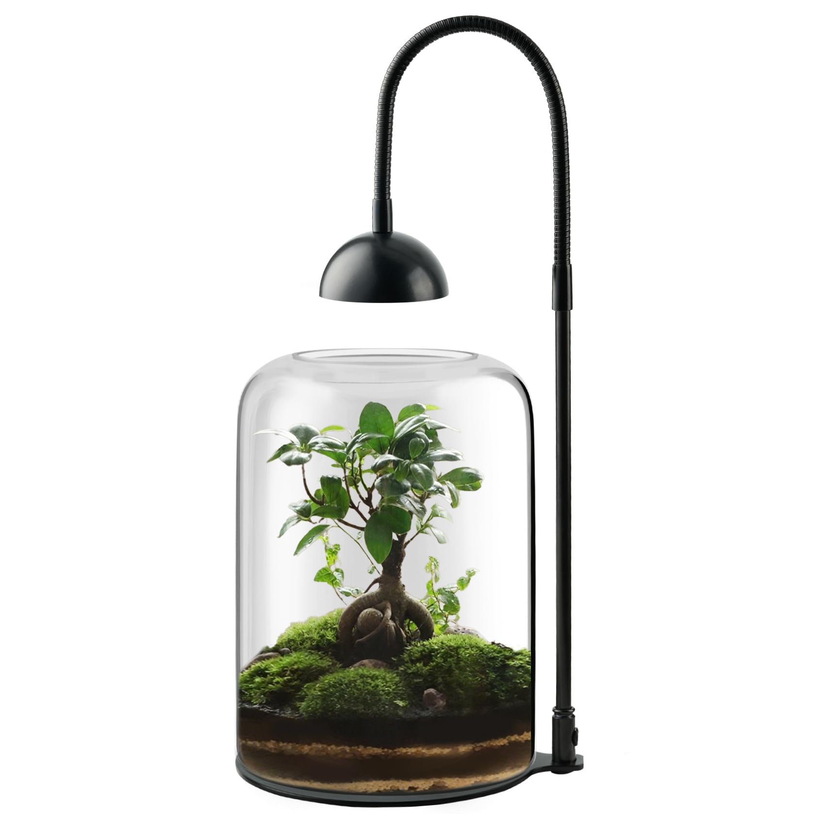 Xyingshine terrarium LED light with timer supports healthy indoor growth.