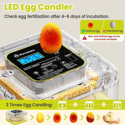 Xynzzeu bright LED egg candler lets you monitor growth