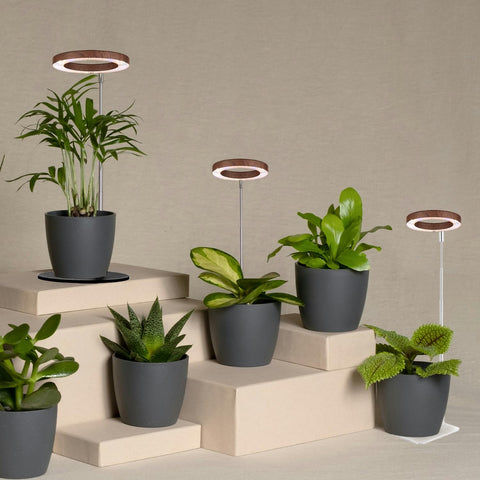Yadoker ideal for dorm rooms and desks, enhancing small space plant care.