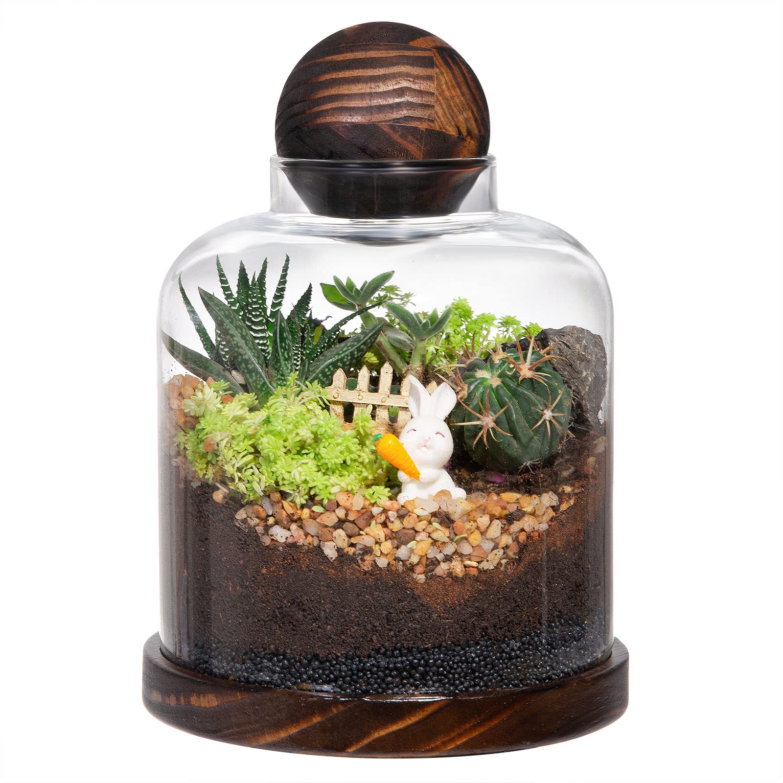 Yangbaga large glass terrarium front view for elegant plant display