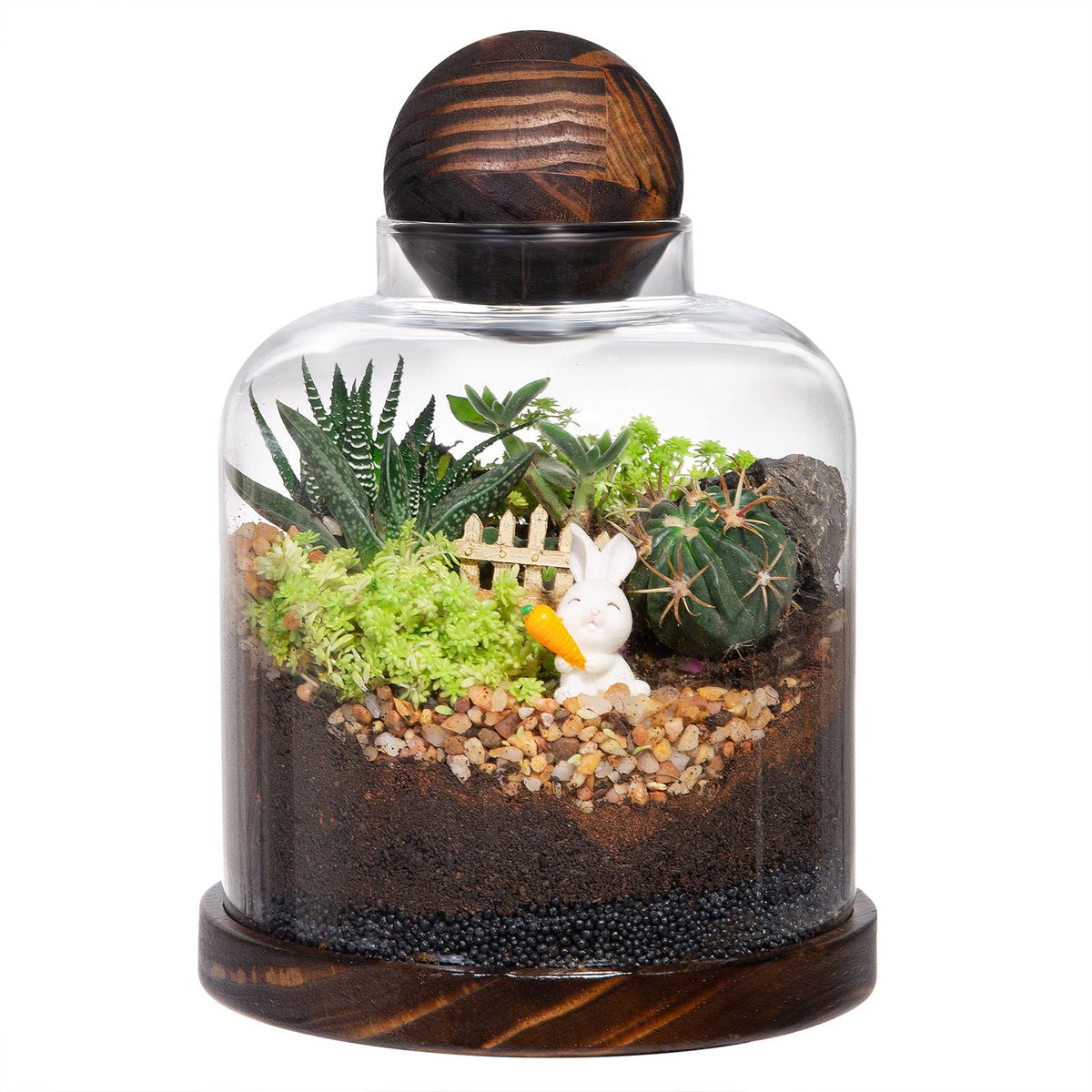 Yangbaga large glass terrarium front view for elegant plant display