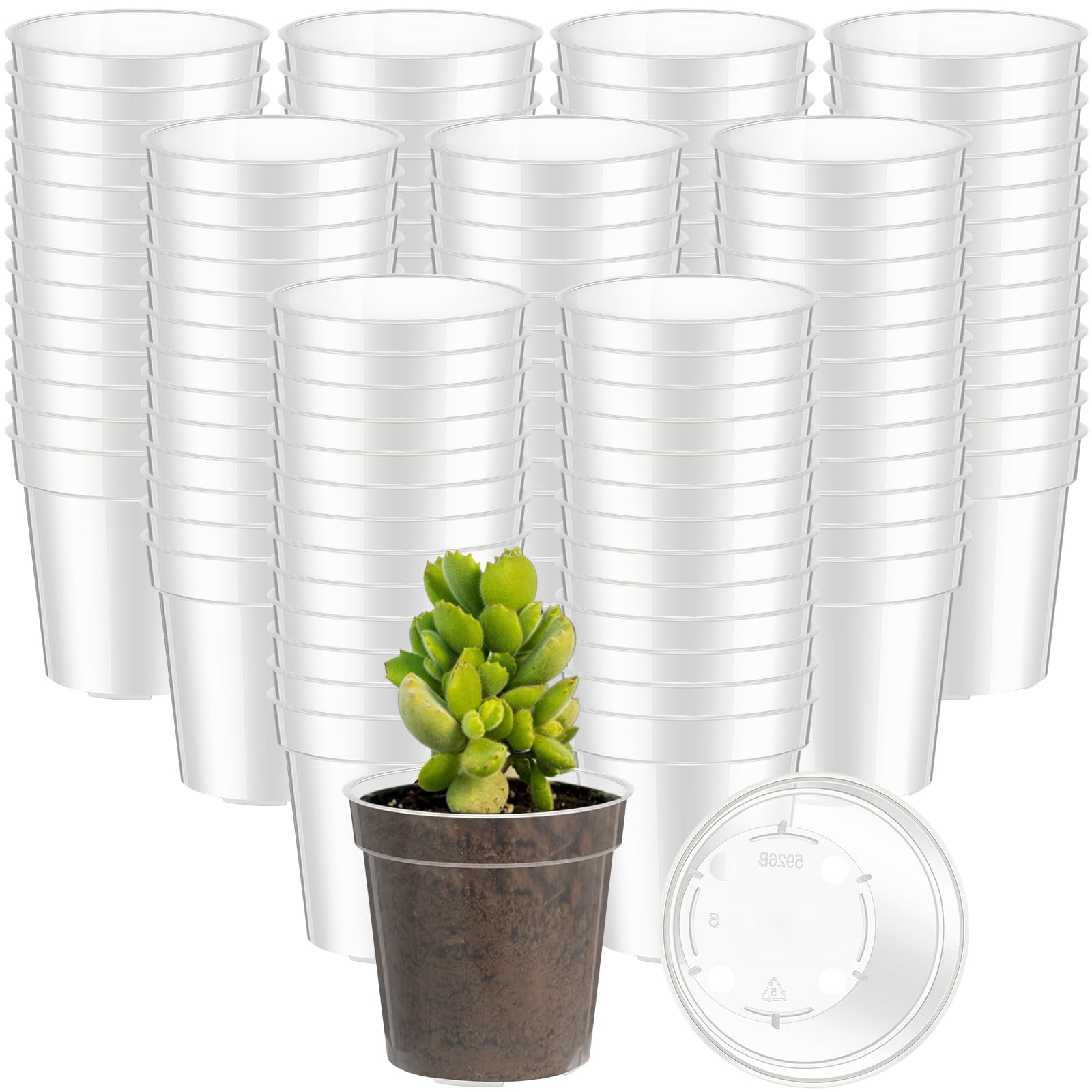 Yaomiao 2-inch clear mini pot with drainage holes for healthy seedling roots.