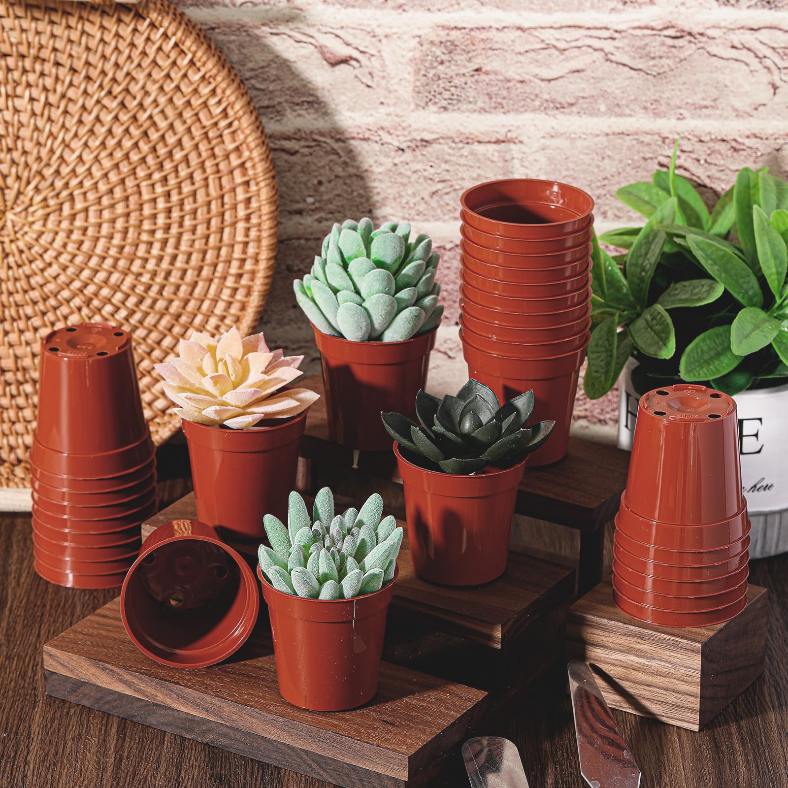 Yaomiao pots ideal for cuttings and propagation indoors or outdoors.