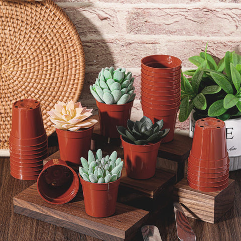Yaomiao pots ideal for cuttings and propagation indoors or outdoors.