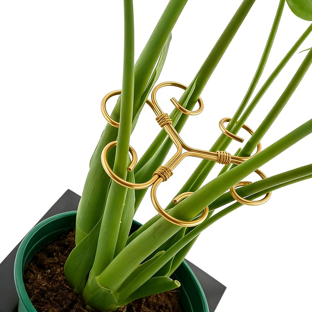 YAPPROMO iron monstera plant support stake stabilizing tall indoor plants.
