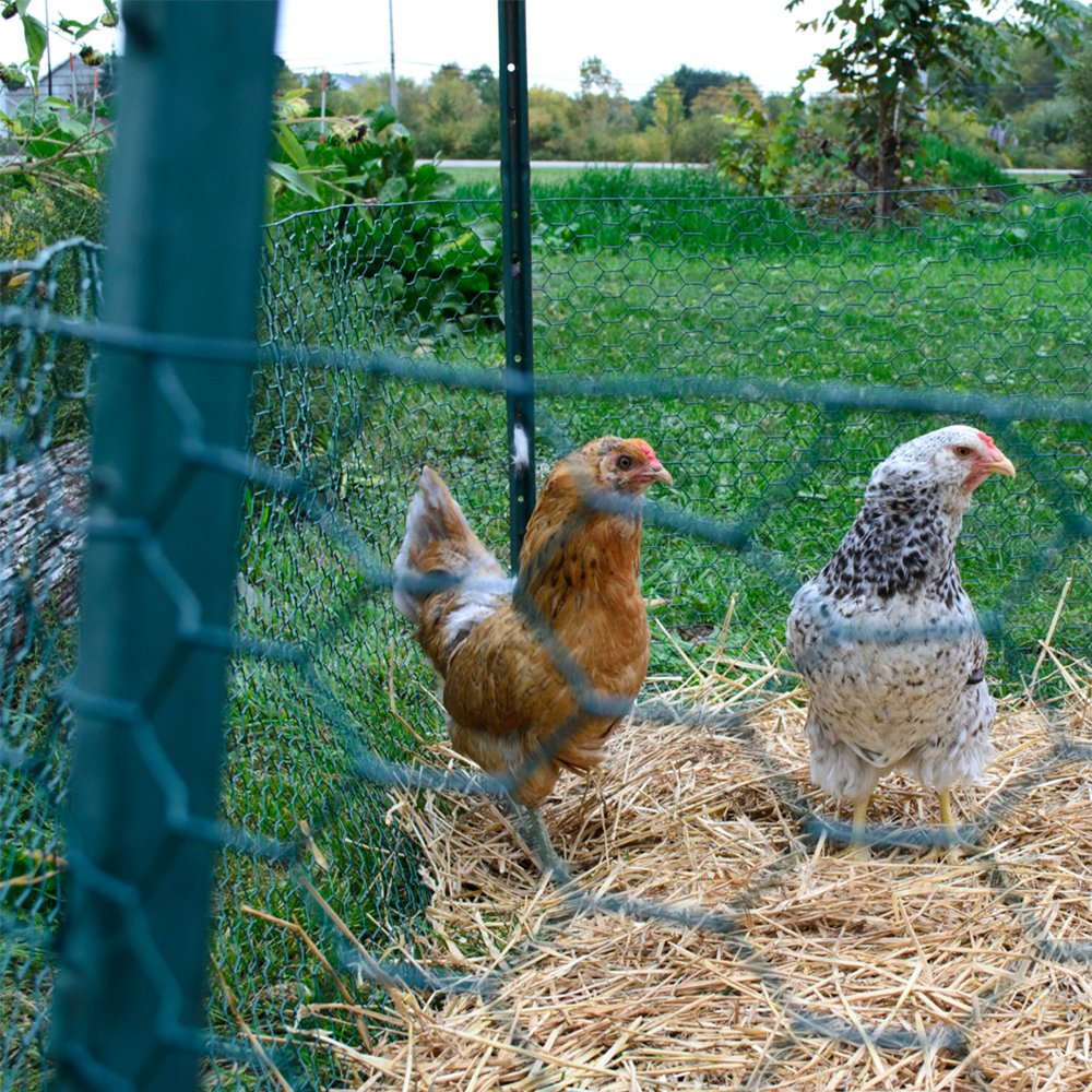 YARDGARD animal enclosure with 1-inch hex mesh for secure containment of small animals.