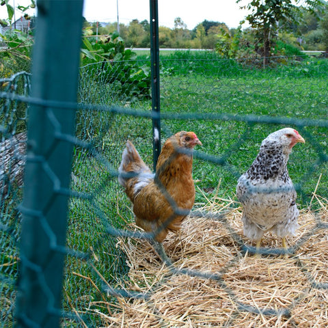 YARDGARD animal enclosure with 1-inch hex mesh for secure containment of small animals.