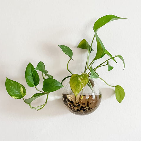Yarlung hydroponics plant jar enables easy water-based plant arrangements.