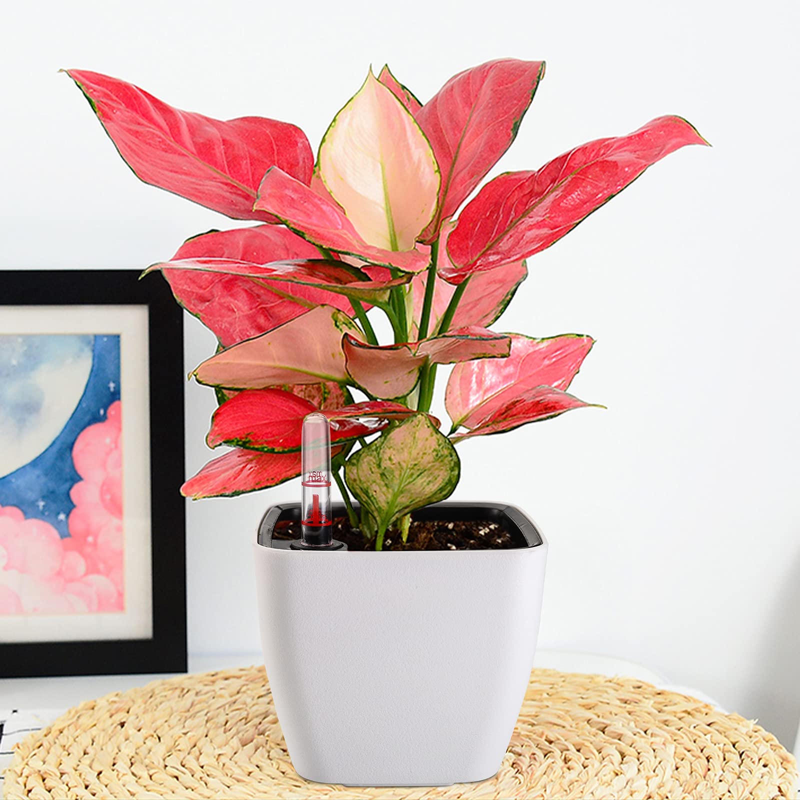Yarlung planters suitable for orchids, herbs, succulents, and flowers