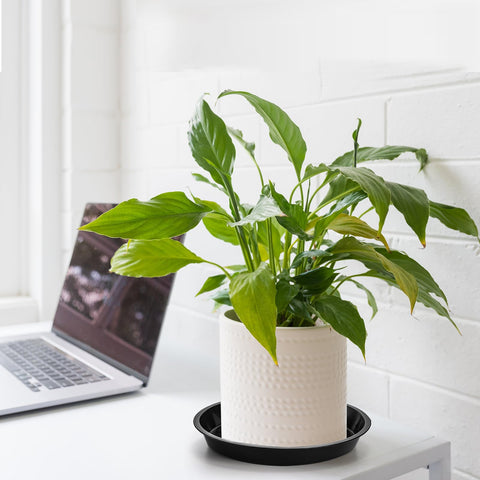 Yarlung outdoor-use saucer withstands sun for garden pots
