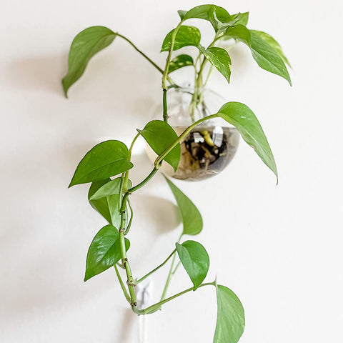 Yarlung top watering hole simplifies nourishing plants without removing the planter.