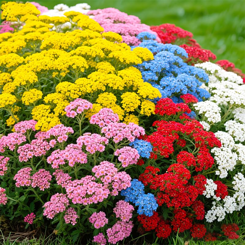 Yarrow flowers-in-bouquets showcasing fresh, long-lasting garden bouquets.