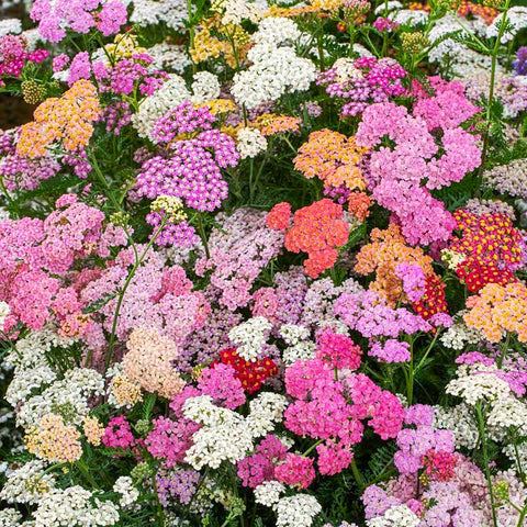 Yarrow seeds garden-border-planting for durable, low-maintenance borders.