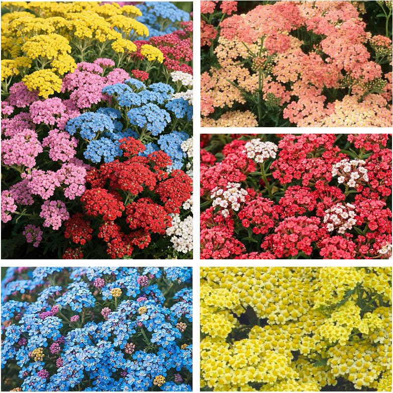 Yarrow seeds mixed perennial pack ready to sow for borders.