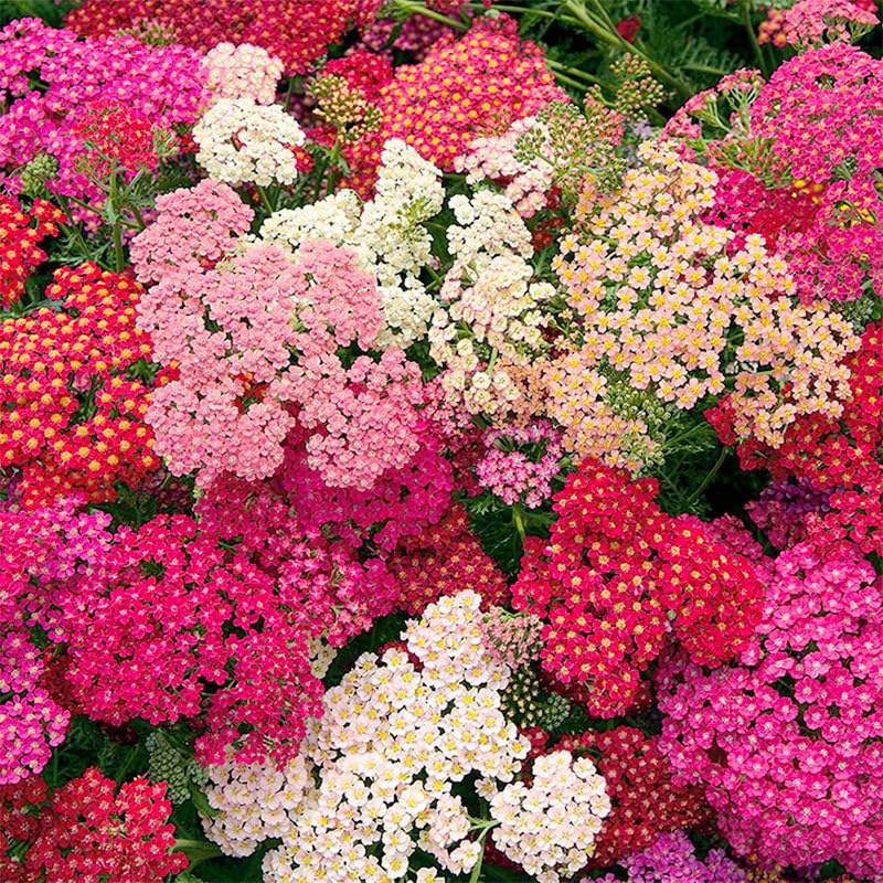 Yarrow seeds pollinator-friendly-garden attracts bees and butterflies.