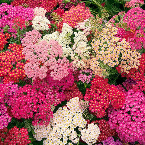 Yarrow seeds pollinator-friendly-garden attracts bees and butterflies.