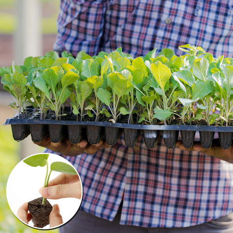 YBB dry-to-wet plug size demonstrated for tray and pot use.