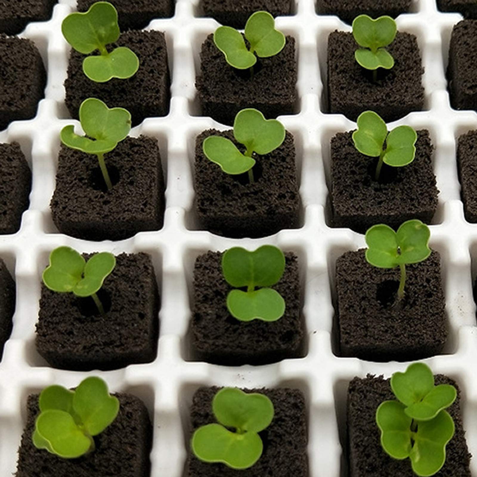 YBB plugs suitable for both indoor and outdoor gardening environments.