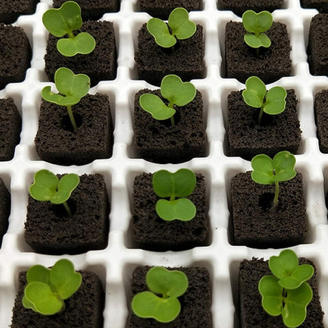 YBB plugs suitable for both indoor and outdoor gardening environments.