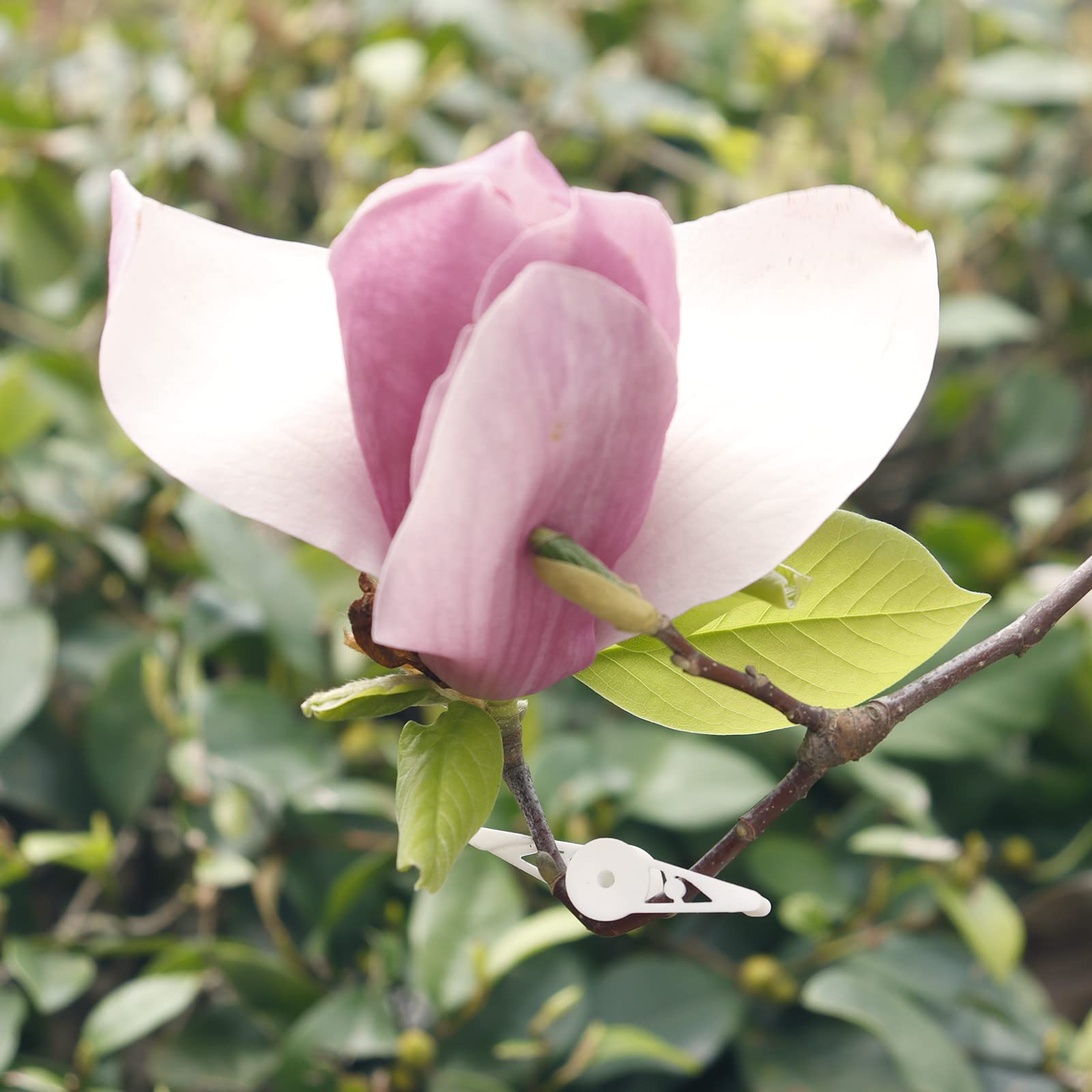 YBB precaution note on gradual bending to protect fragile plants.