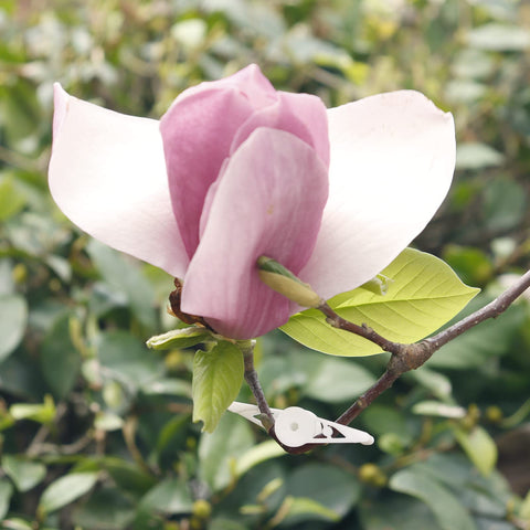 YBB precaution note on gradual bending to protect fragile plants.