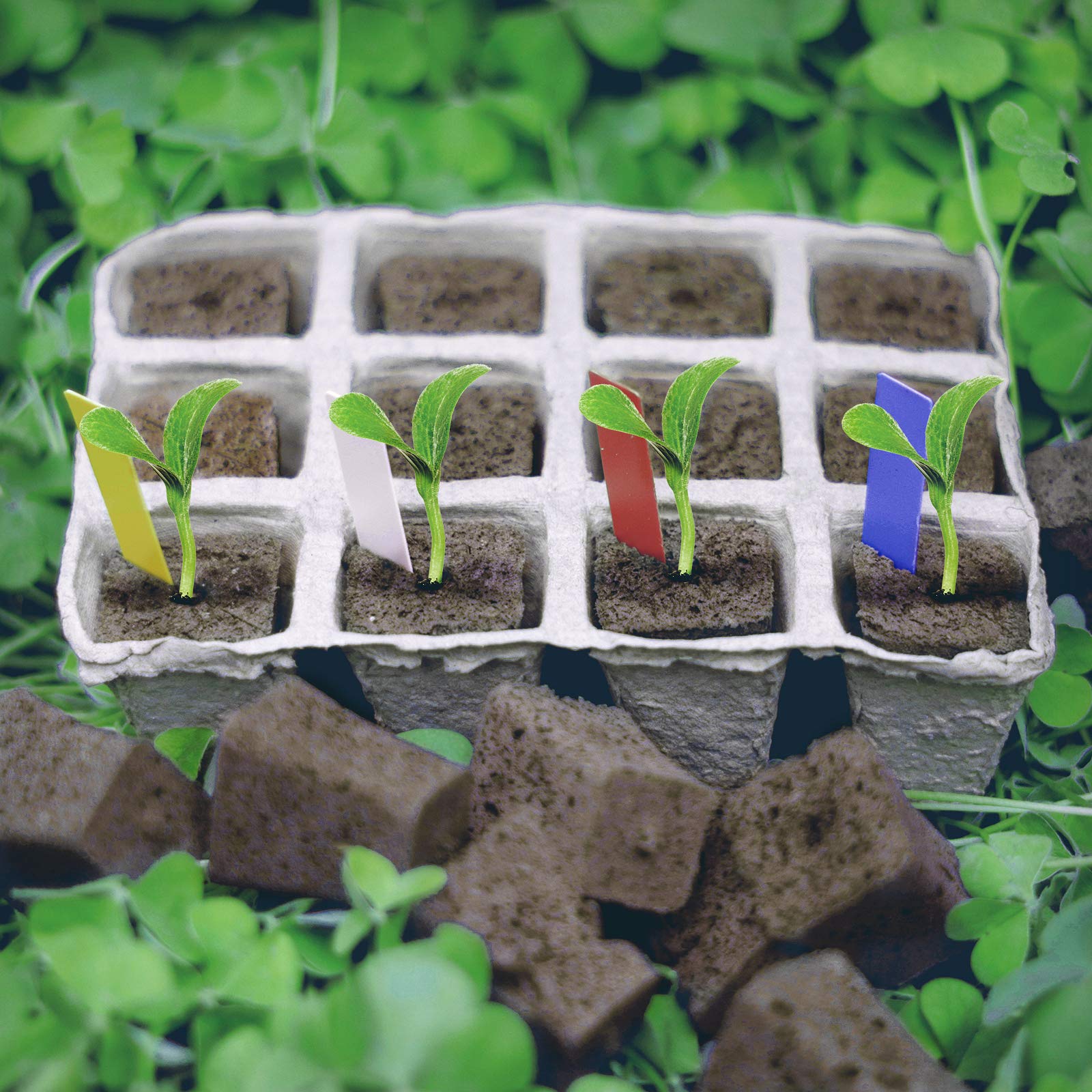 Step-by-step prep of YBB plugs for quick seedling setup.
